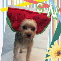 ヨークシャテリア