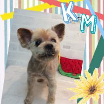 ヨークシャテリア