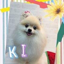 ポメラニアン