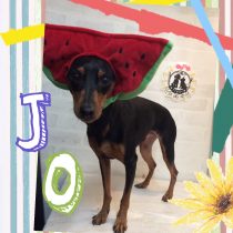 ミニチュアピンシャー