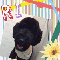 スタンダードプードル