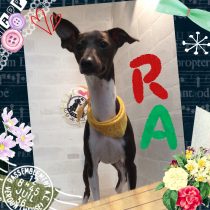 イタリアングレーハウンド