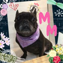 フレンチブルドッグ