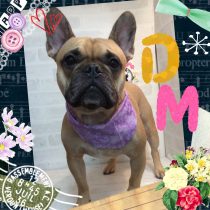 フレンチブルドッグ