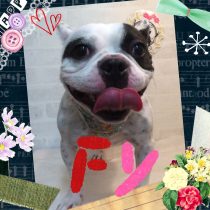 フレンチブルドッグ