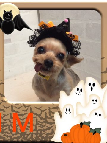 ヨークシャテリア