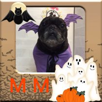 フレンチブルドッグ