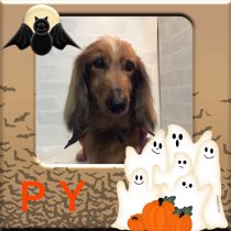 スタンダードダックス