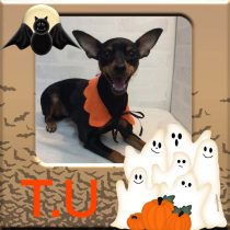 ミニチュアピンシャー