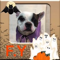 フレンチブルドッグ