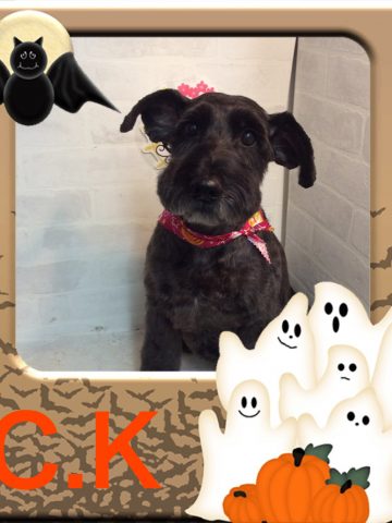 Ｍシュナウザー