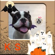 フレンチブルドッグ