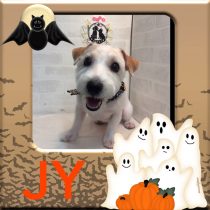 ジャックラッセルテリア