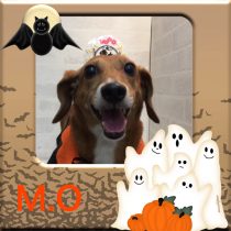 トイプードル×ジャックラッセルテリア