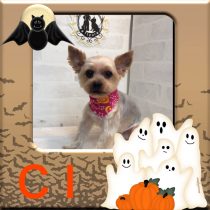 ヨークシャテリア