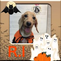 Mダックスフント