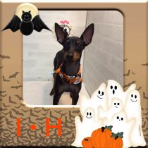 トイマンチェスターテリア