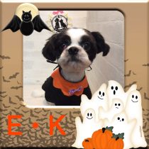 チワワ×シーズー