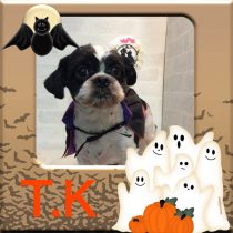 チワワ×シーズー