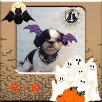 チワワ×シーズー