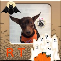 ミニチュアピンシャー