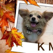 チワワ×MダックスフントMix