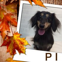 Mダックスフント