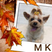 ヨークシャテリア