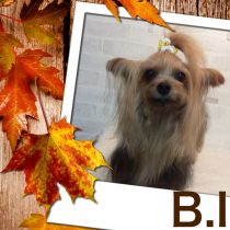 ヨークシャテリア