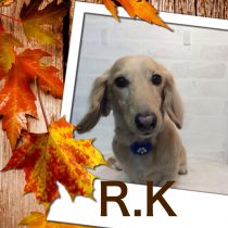 Mダックスフント