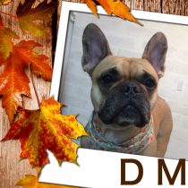 フレンチブルドッグ