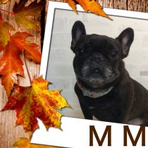 フレンチブルドッグ