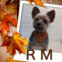 ヨークシャテリア