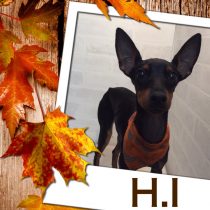 トイマンチェスターテリア