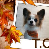 パピヨン×チワワ