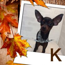 ミニチュアピンシャー