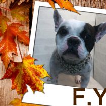 フレンチブルドッグ