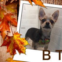 ヨークシャテリア