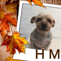 ヨークシャテリア