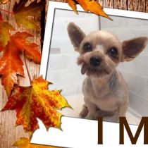 ヨークシャテリア