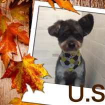 チワワ×トイプードルMIX