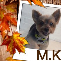 ヨークシャテリア