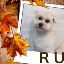 トイプー×マルチーズ