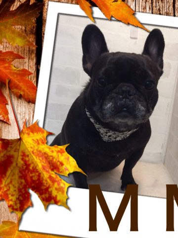 フレンチブルドッグ