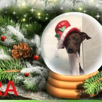 イタリアングレーハウンド