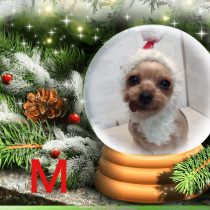 ヨークシャテリア