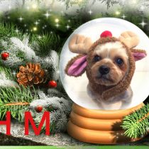 ヨークシャテリア