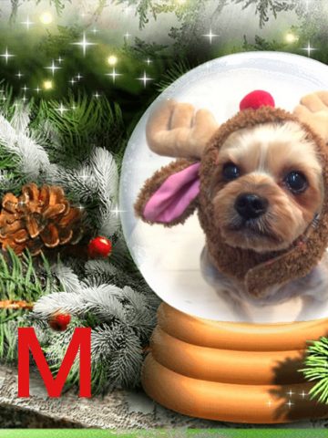 ヨークシャテリア