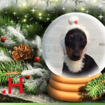 トイマンチェスターテリア