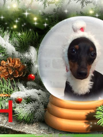 トイマンチェスターテリア